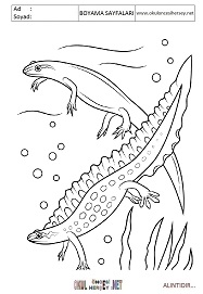 Semender boyama sayfaları